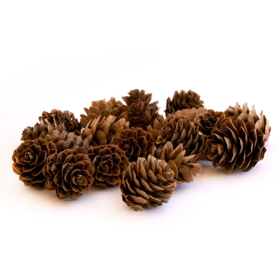 PICK DE PIÑAS SECAS GZ-10765